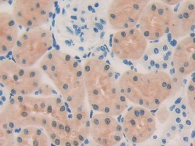 OIT3 Antibody in Immunohistochemistry (Paraffin) (IHC (P))