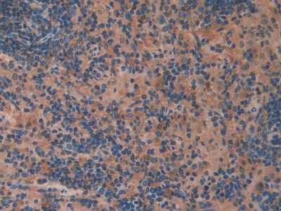 OIT3 Antibody in Immunohistochemistry (Paraffin) (IHC (P))