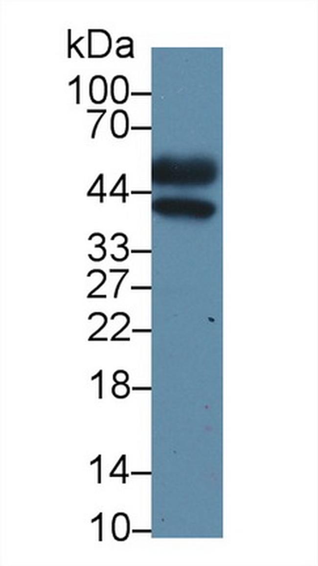 ORM2 Antibody in Western Blot (WB)