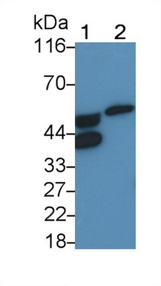 ORM2 Antibody in Western Blot (WB)