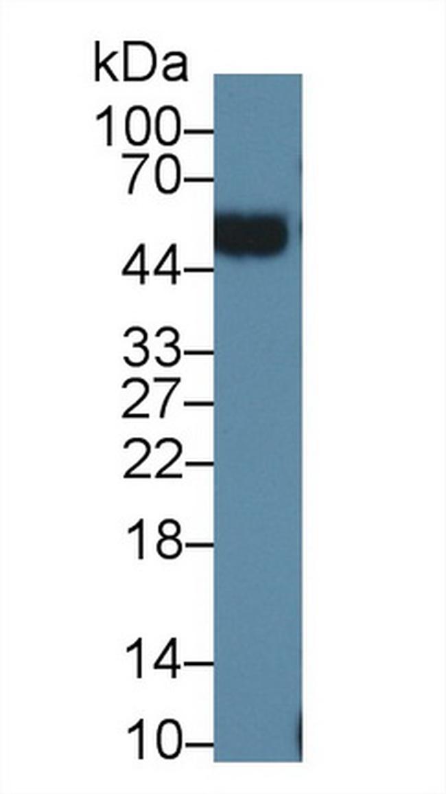 ORM2 Antibody in Western Blot (WB)