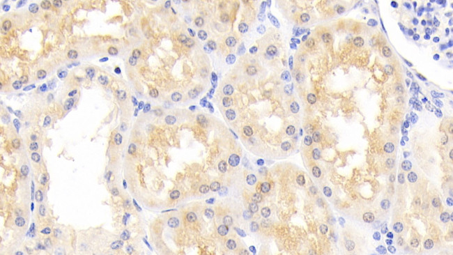 DJ-1 Antibody in Immunohistochemistry (Paraffin) (IHC (P))