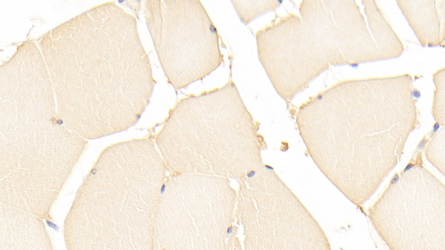 DJ-1 Antibody in Immunohistochemistry (Paraffin) (IHC (P))