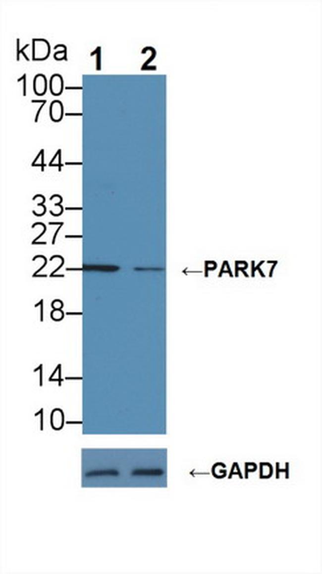 DJ-1 Antibody in Western Blot (WB)