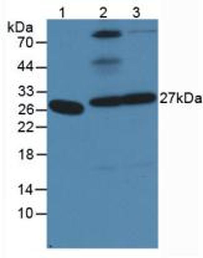 PGA5 Antibody in Western Blot (WB)