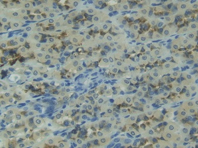 PGA5 Antibody in Immunohistochemistry (Paraffin) (IHC (P))