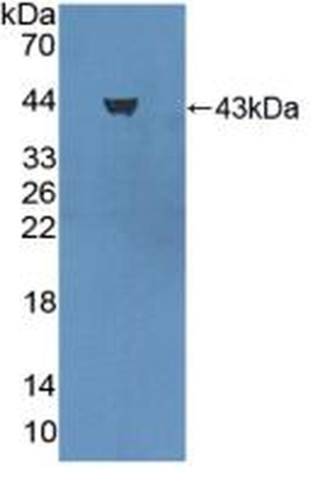 PGA5 Antibody in Western Blot (WB)