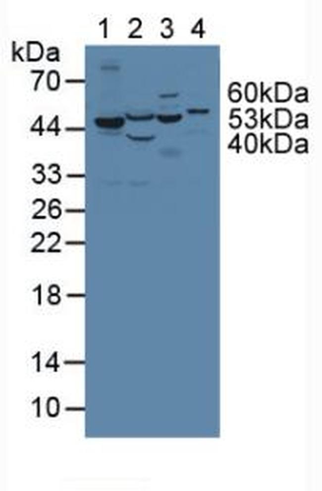 PAH Antibody in Western Blot (WB)