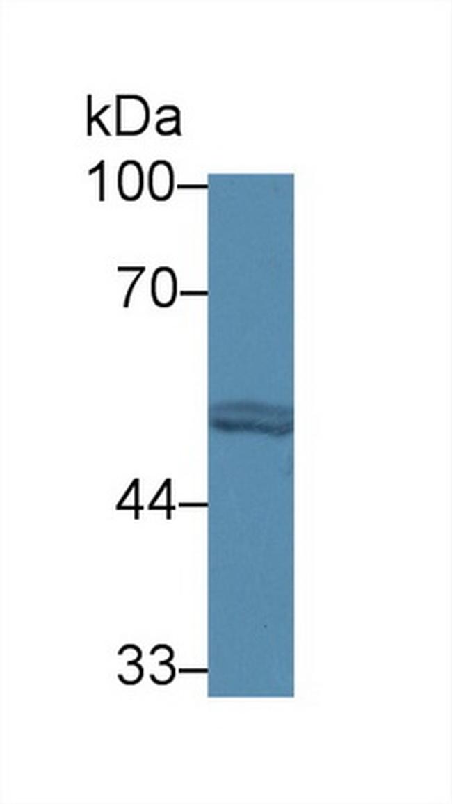 FARS2 Antibody in Western Blot (WB)