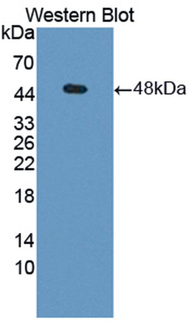 PGK1 Antibody in Western Blot (WB)