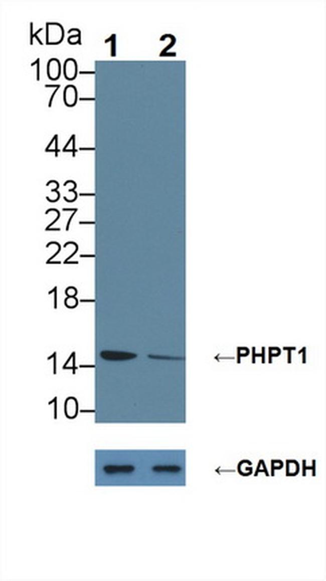 PHPT1 Antibody in Western Blot (WB)