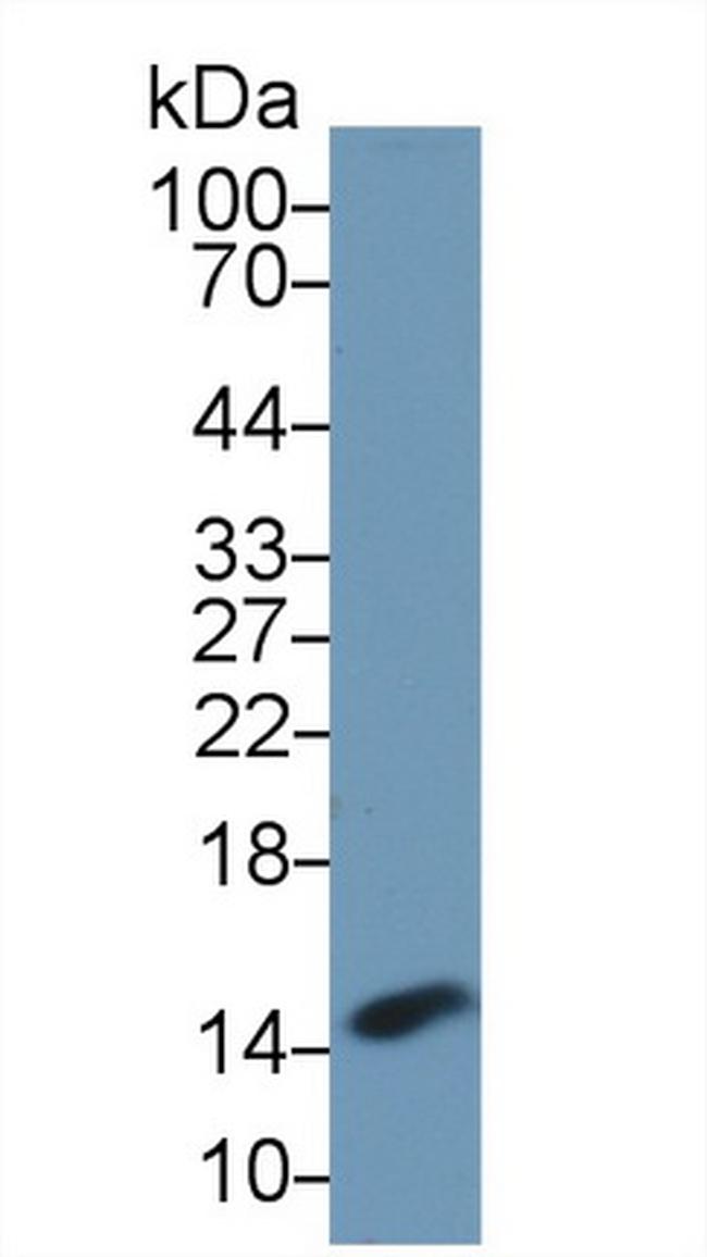 PHPT1 Antibody in Western Blot (WB)