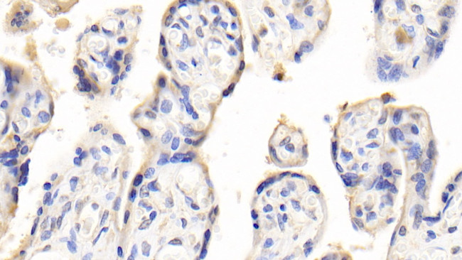 PAPPA Antibody in Immunohistochemistry (Paraffin) (IHC (P))