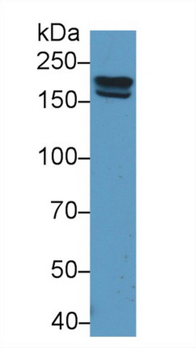 PZP Antibody in Western Blot (WB)