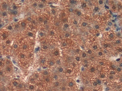 Prohibitin Antibody in Immunohistochemistry (Paraffin) (IHC (P))