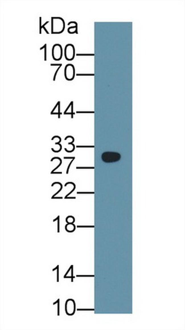 Prohibitin Antibody in Western Blot (WB)