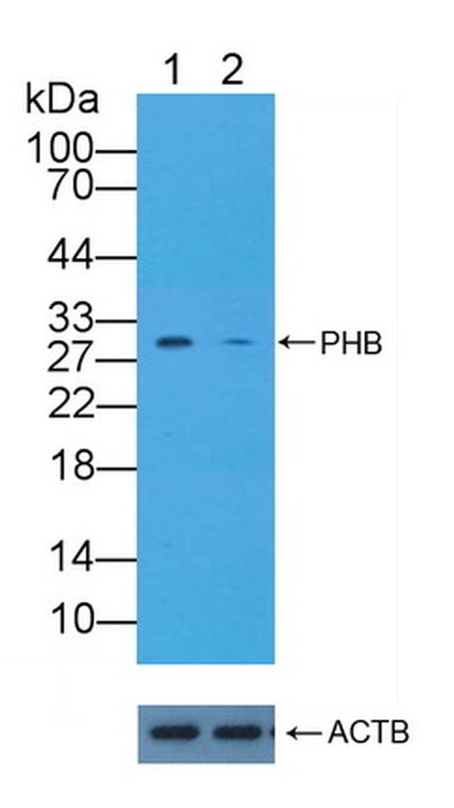 Prohibitin Antibody in Western Blot (WB)