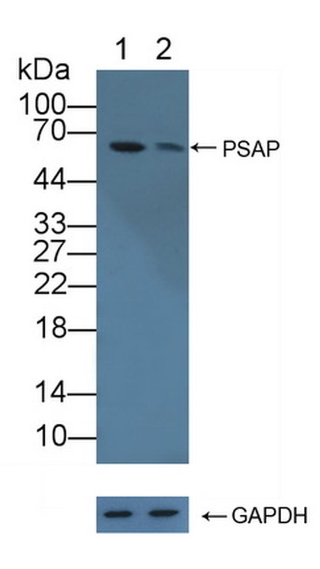 PSAP Antibody in Western Blot (WB)