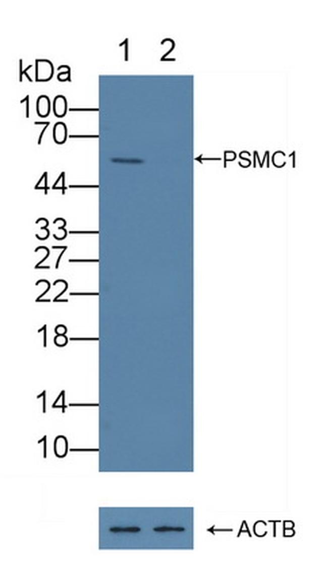 PSMC1 Antibody in Western Blot (WB)