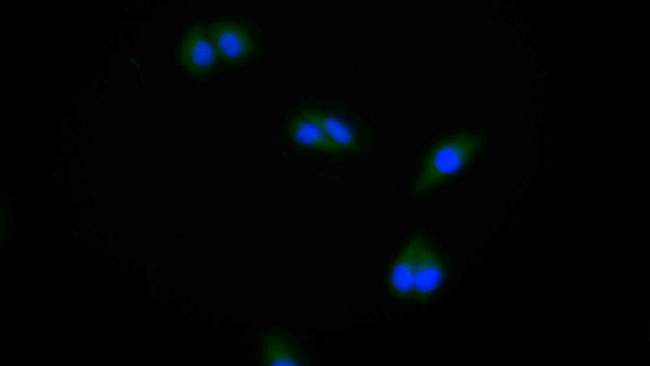 PPFIA1 Antibody in Immunocytochemistry (ICC/IF)