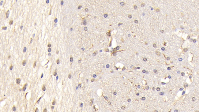 PTPRS Antibody in Immunohistochemistry (Paraffin) (IHC (P))