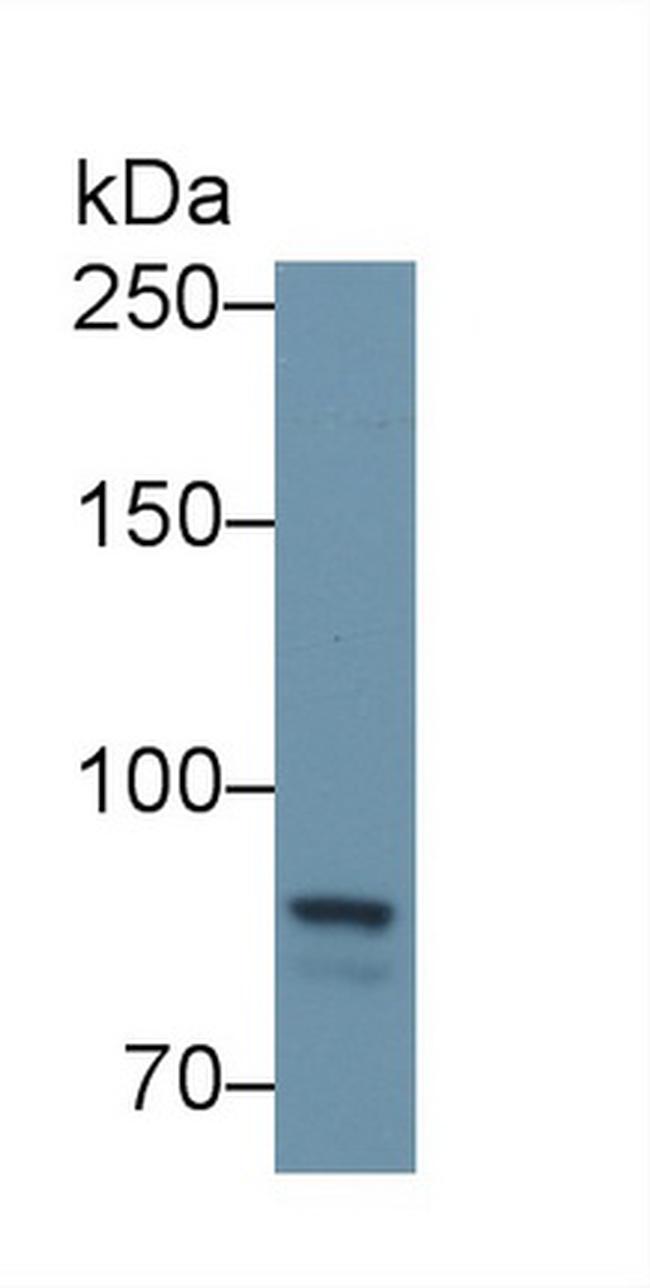 PTPRS Antibody in Western Blot (WB)