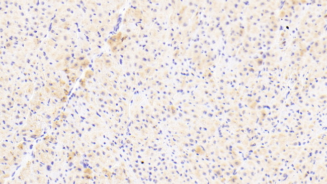 MIP-4 Antibody in Immunohistochemistry (Paraffin) (IHC (P))