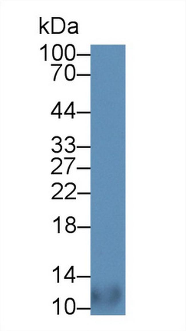 MIP-4 Antibody in Western Blot (WB)