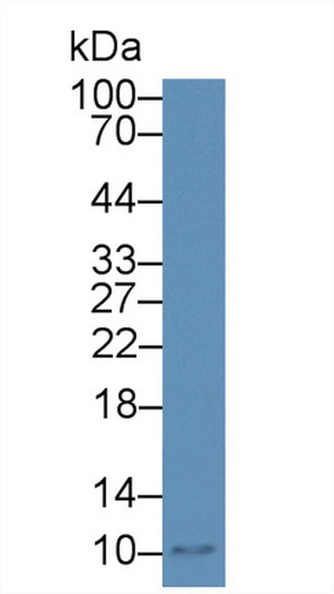 MIP-4 Antibody in Western Blot (WB)