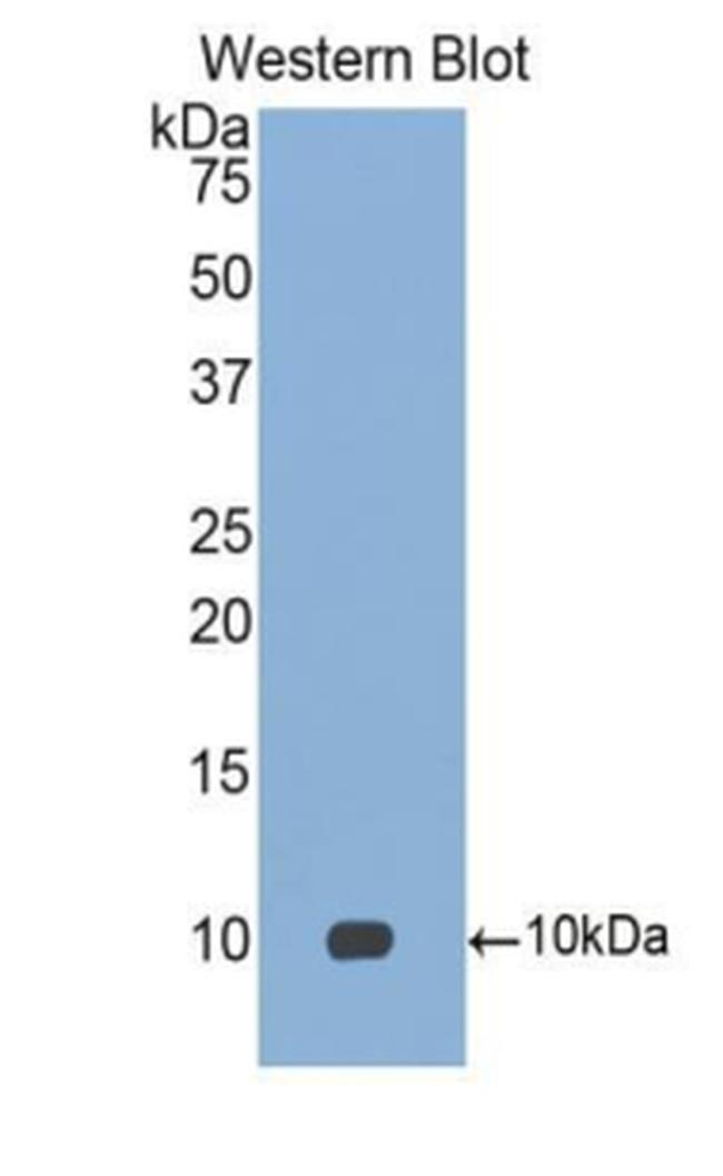 MIP-4 Antibody in Western Blot (WB)