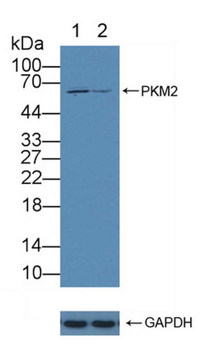 PKM2 Antibody in Western Blot (WB)