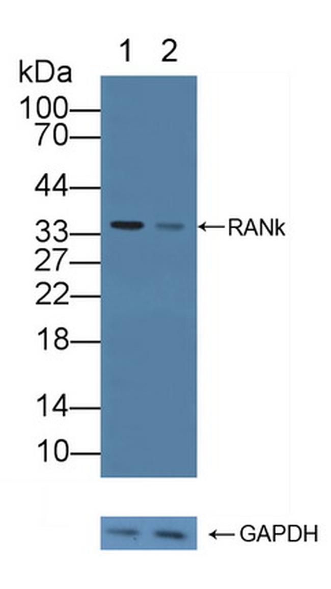 RANK (CD265) Antibody in Western Blot (WB)