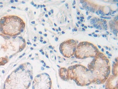 REG1B Antibody in Immunohistochemistry (Paraffin) (IHC (P))