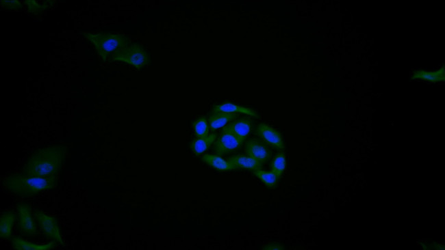 REV1 Antibody in Immunocytochemistry (ICC/IF)