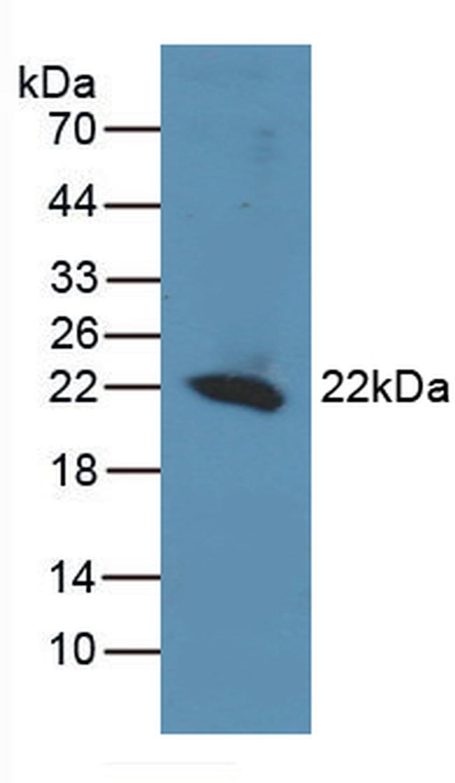 REV1 Antibody in Western Blot (WB)