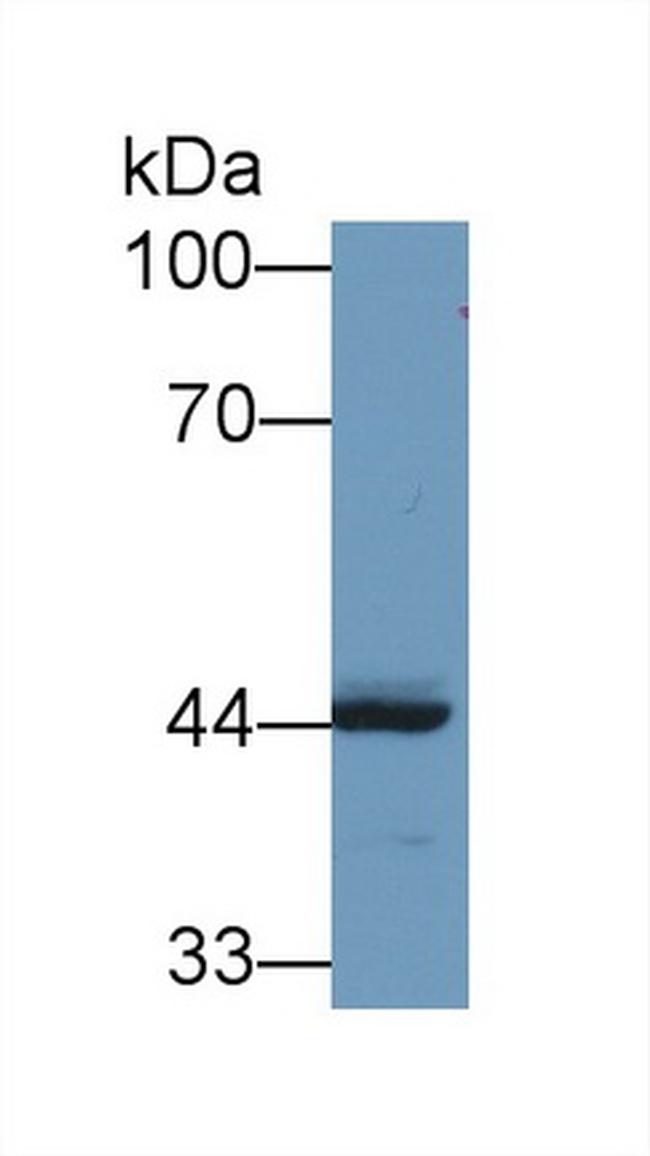 REV1 Antibody in Western Blot (WB)