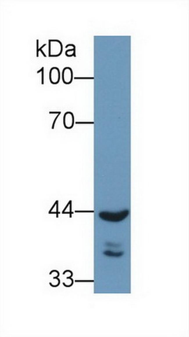 REV1 Antibody in Western Blot (WB)