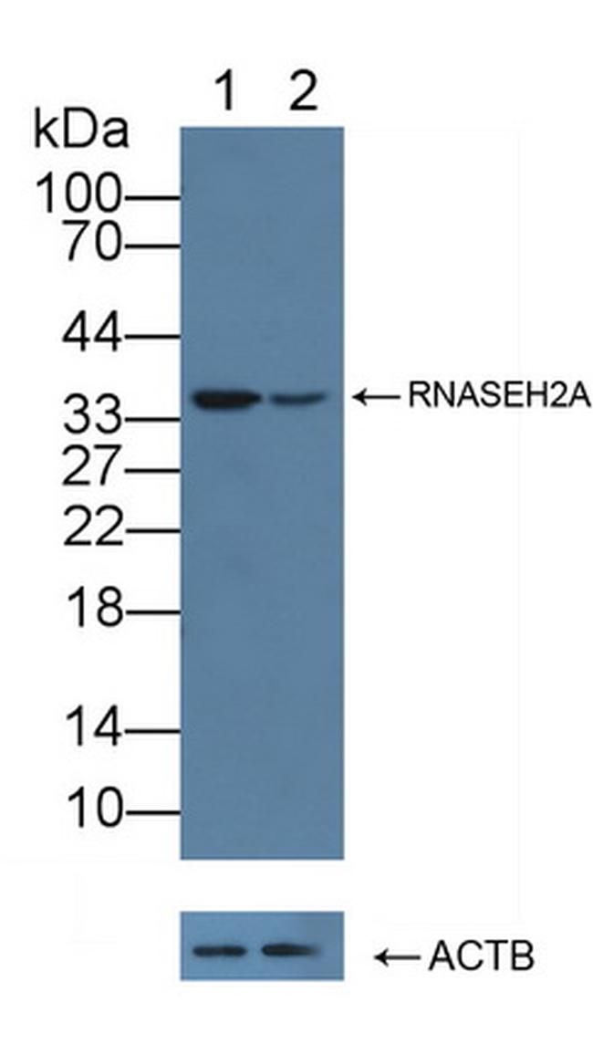 RNASEH2A Antibody in Western Blot (WB)