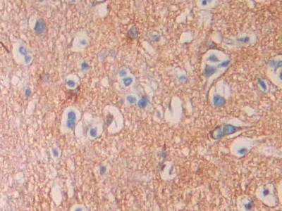 SEPT5 Antibody in Immunohistochemistry (Paraffin) (IHC (P))