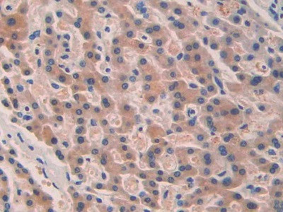 SEPT5 Antibody in Immunohistochemistry (Paraffin) (IHC (P))