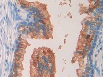 SEPT5 Antibody in Immunohistochemistry (Paraffin) (IHC (P))