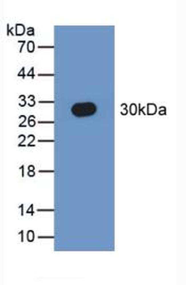 SEPT5 Antibody in Western Blot (WB)