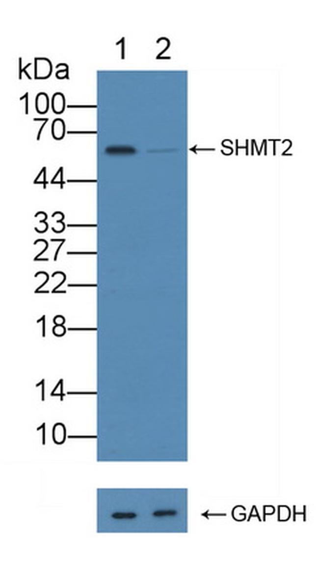 SHMT2 Antibody in Western Blot (WB)