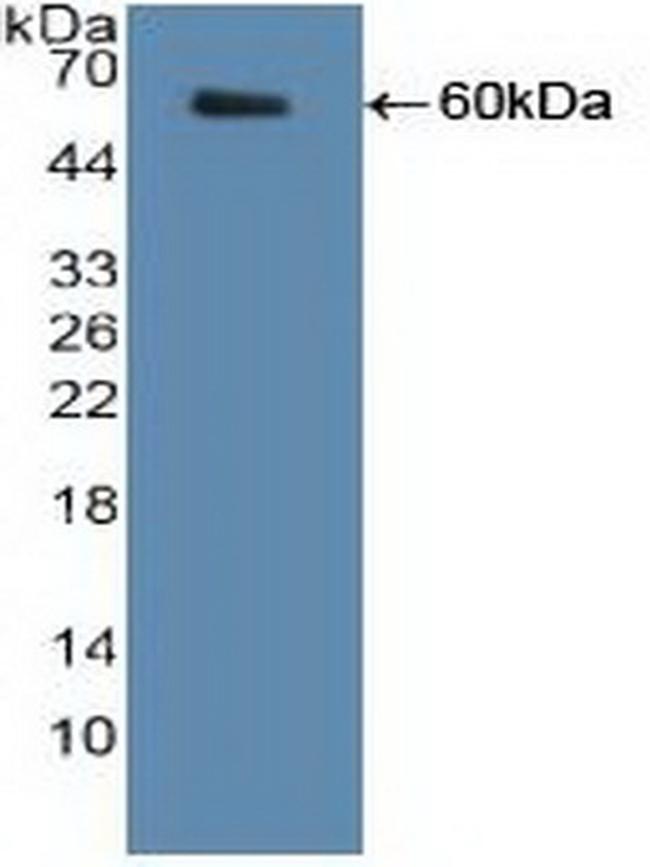 SHMT2 Antibody in Western Blot (WB)