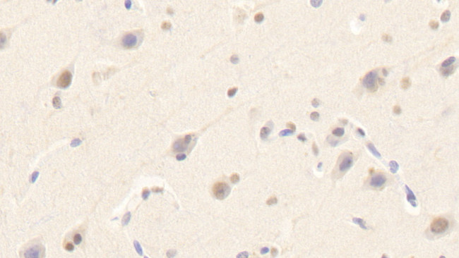 SIGLEC14 Antibody in Immunohistochemistry (Paraffin) (IHC (P))