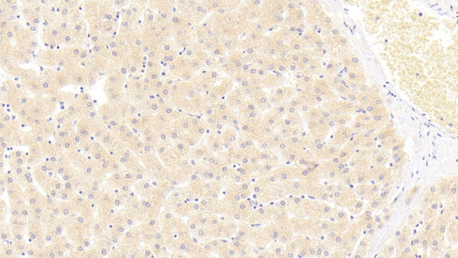 SIGLEC7 Antibody in Immunohistochemistry (Paraffin) (IHC (P))