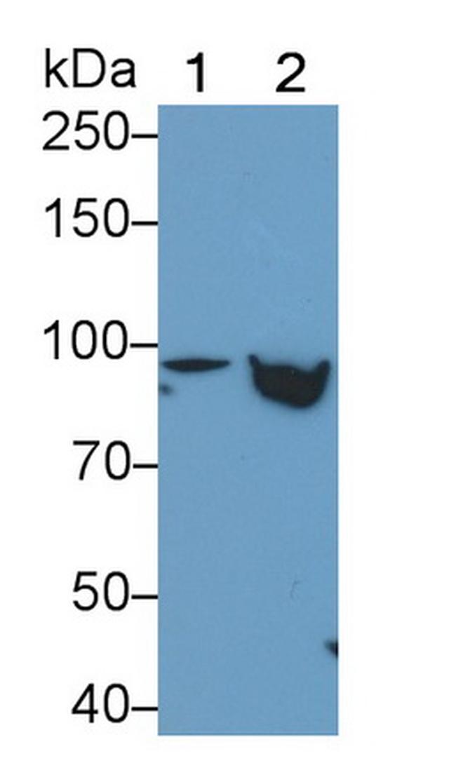 STAT5 beta Antibody in Western Blot (WB)