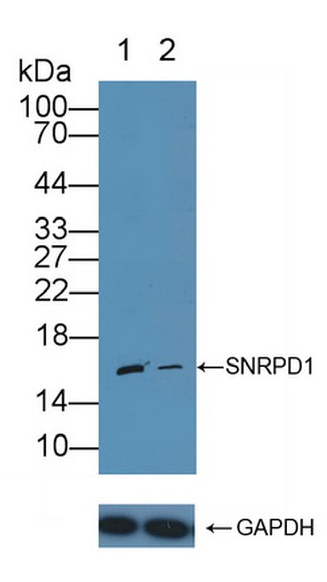 SNRPD1 Antibody in Western Blot (WB)