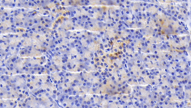 SDF2L1 Antibody in Immunohistochemistry (Paraffin) (IHC (P))