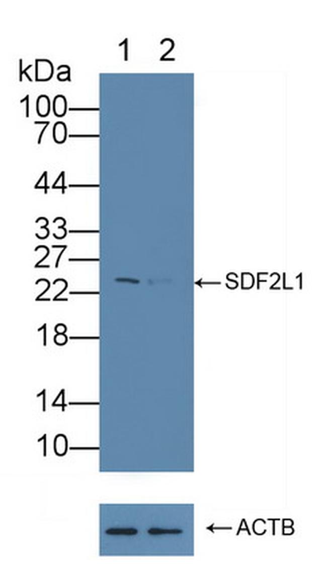 SDF2L1 Antibody in Western Blot (WB)